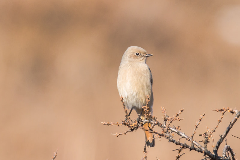 Canon EOS 70D + Canon EF 600mm F4L IS II USM sample photo. A female white-winged redstart photography