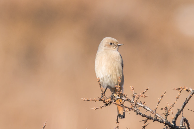 Canon EF 600mm F4L IS II USM sample photo. A female white-winged redstart photography