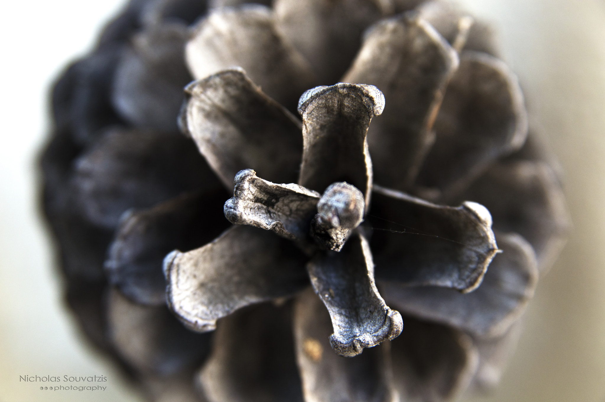 Sigma 17-70mm F2.8-4.5 DC Macro Asp. IF sample photo. Pineapple photography