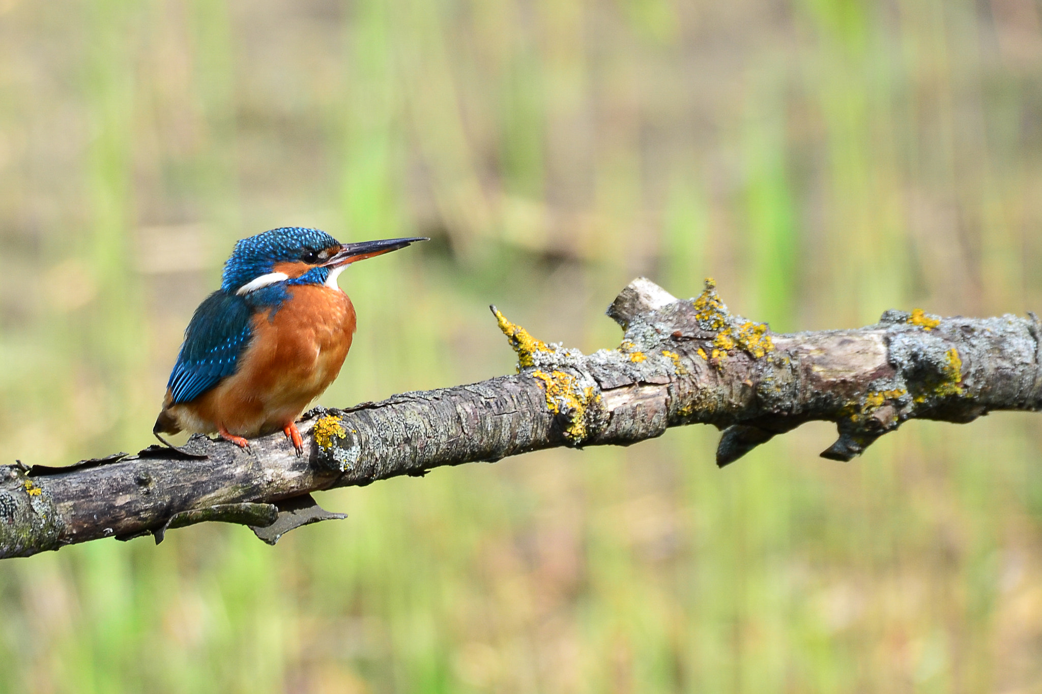 Nikon D3100 + Sigma 50-500mm F4.5-6.3 DG OS HSM sample photo. Kingfisher female wating for her soulmate photography