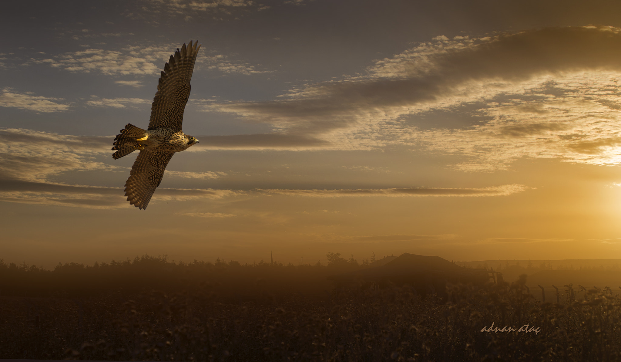 Sigma 50-500mm F4.5-6.3 DG OS HSM sample photo. Gökdoğan - peregrine falcon - falco peregrinus photography