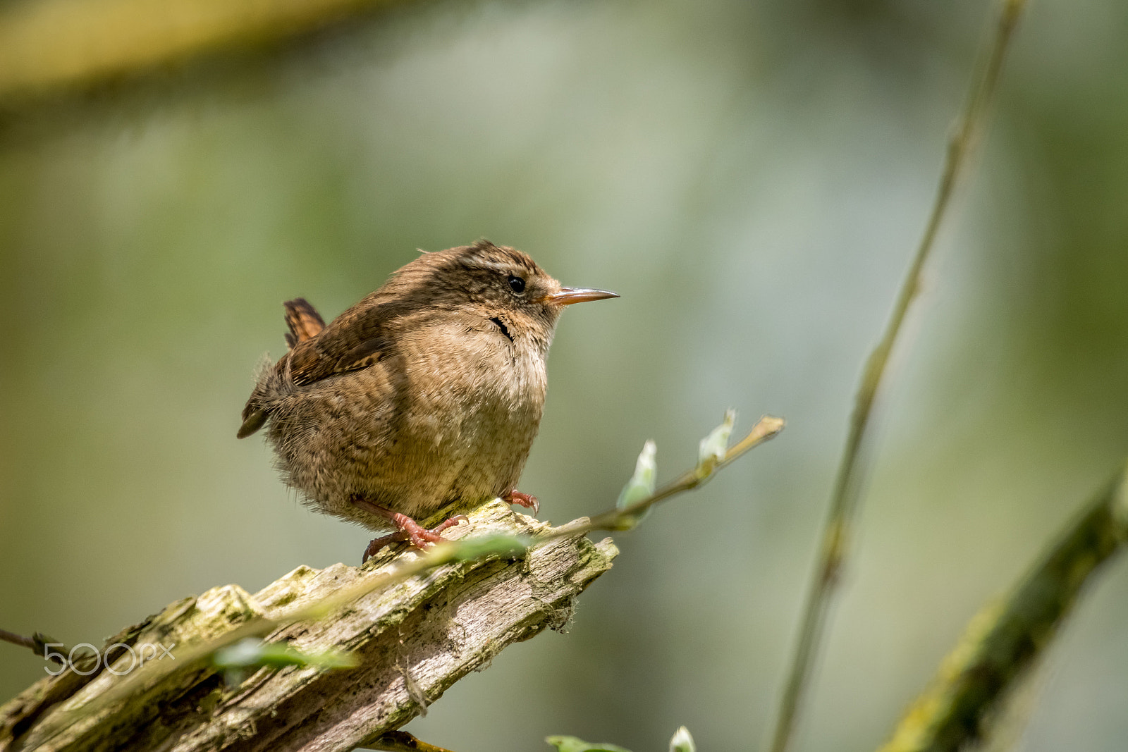 Sigma 50-500mm F4.5-6.3 DG OS HSM sample photo. Wren photography