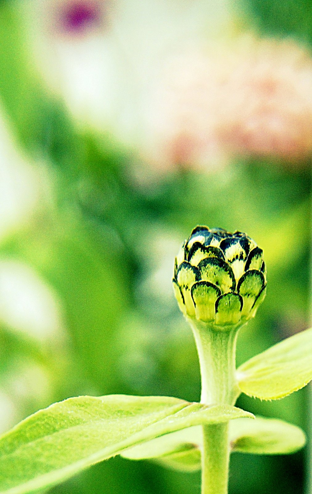 Sony DT 18-200mm F3.5-6.3 sample photo