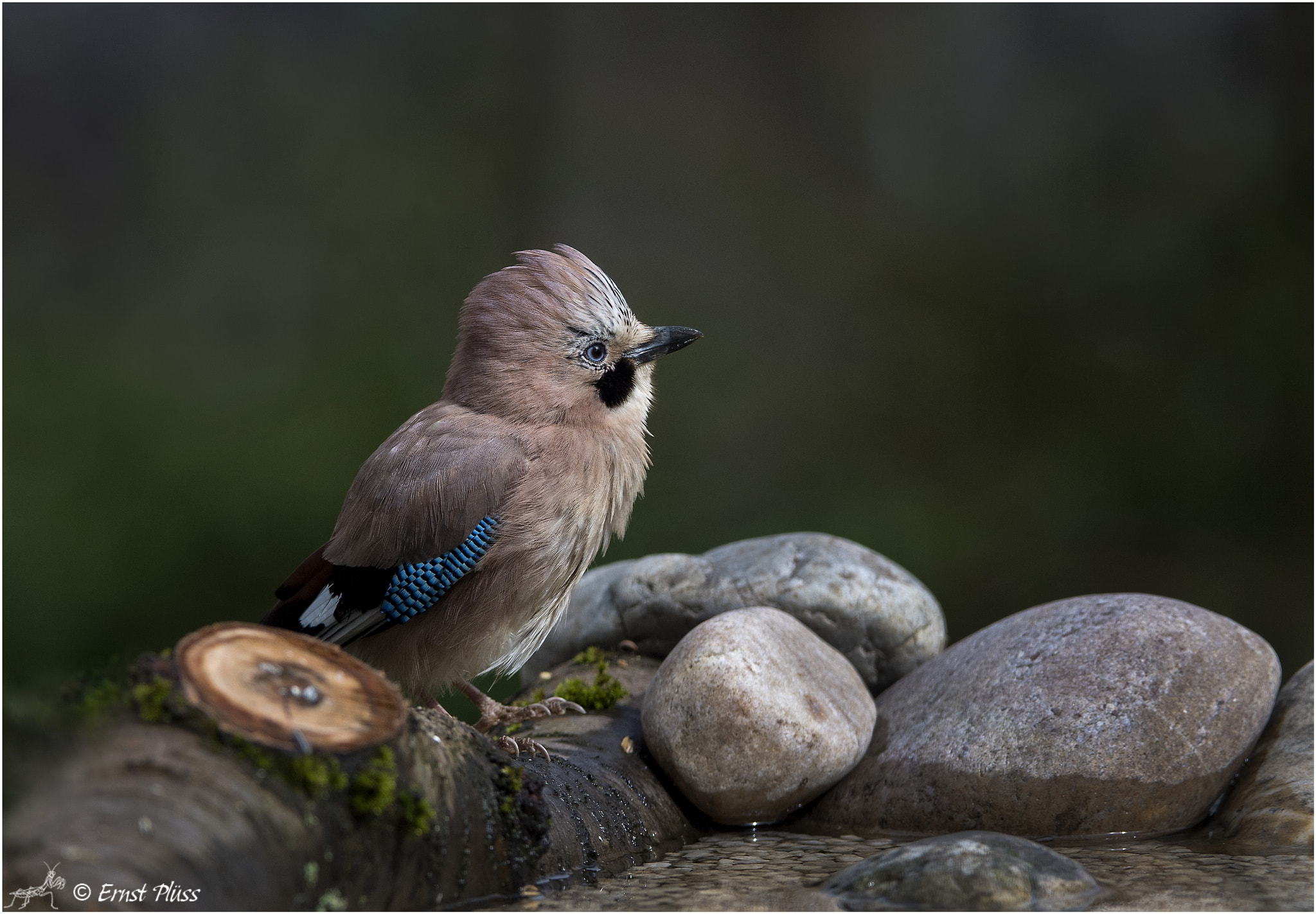 Nikon D5 sample photo. Eurasian jay photography