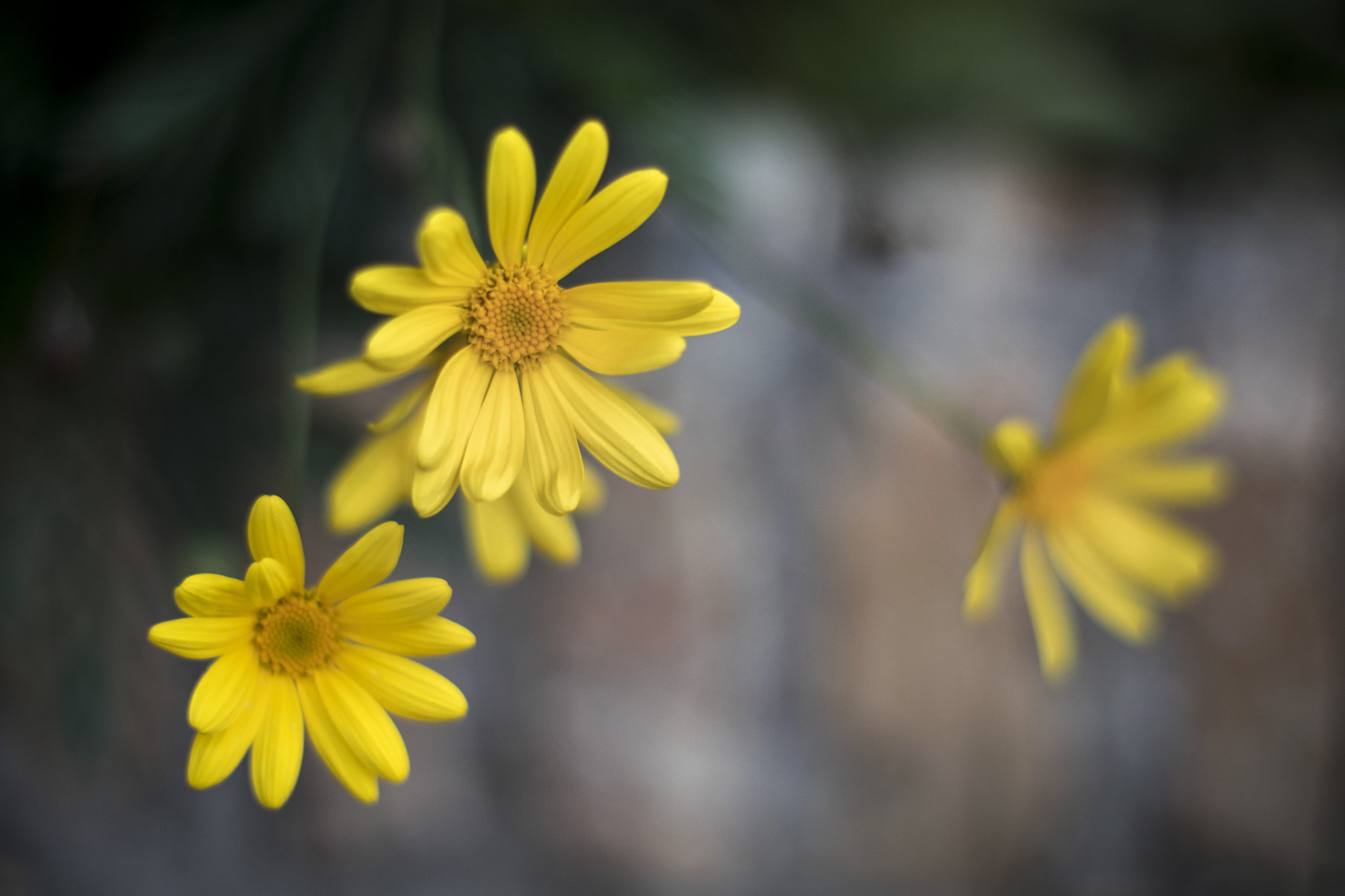 Canon EOS 80D + Canon EF 50mm F1.4 USM sample photo. Little suns photography