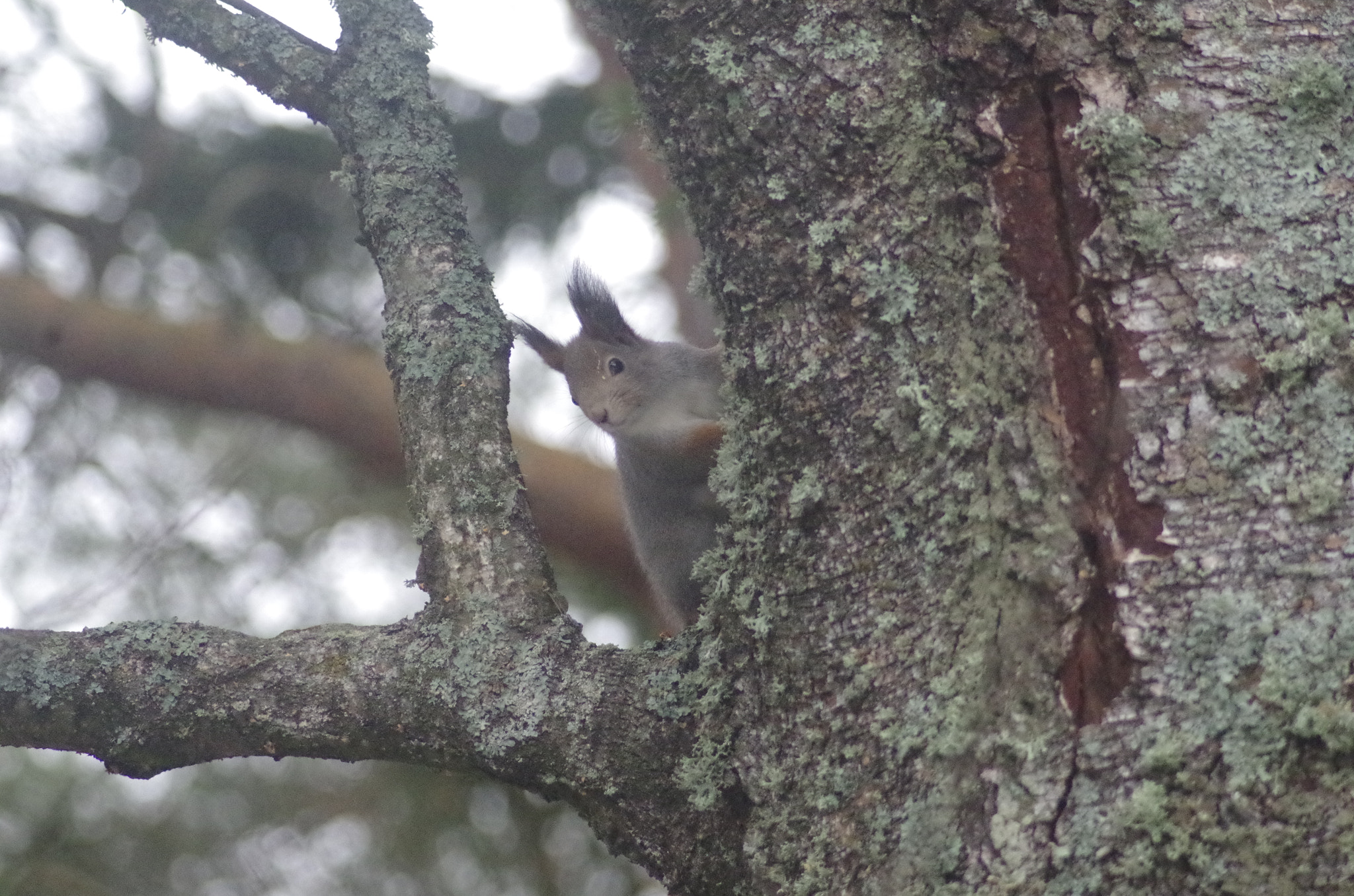 Pentax K-500 sample photo. _img0908.jpg photography