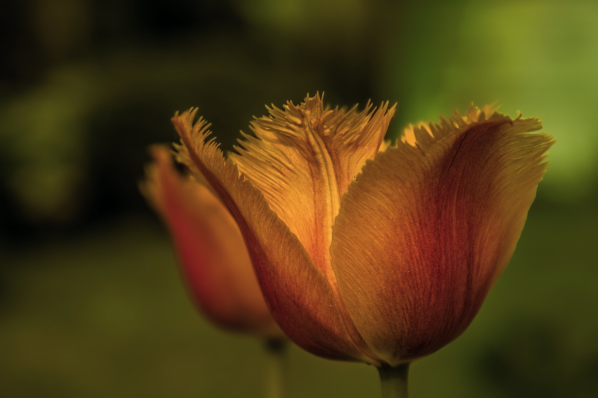 Canon EF 28-90mm f/4-5.6 sample photo. Flower.jpg photography