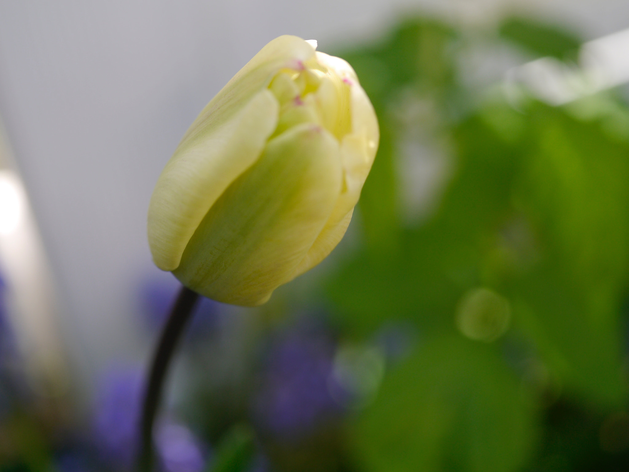 Panasonic Lumix G Macro 30mm F2.8 ASPH Mega OIS sample photo. Jaune pale. photography