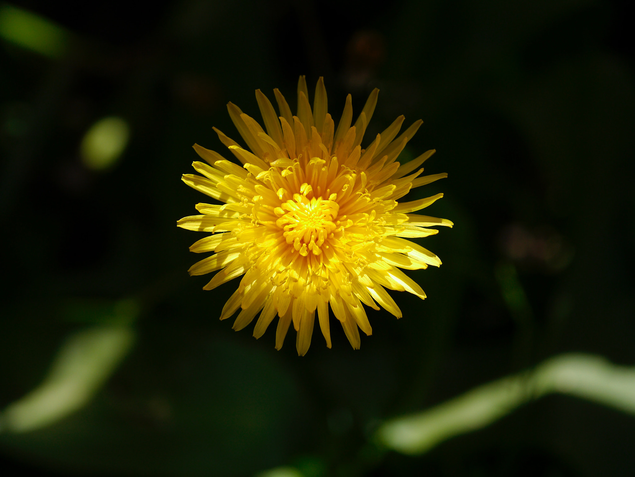 Panasonic Lumix DMC-GX1 + Panasonic Lumix G Macro 30mm F2.8 ASPH Mega OIS sample photo. Soleil en terre photography