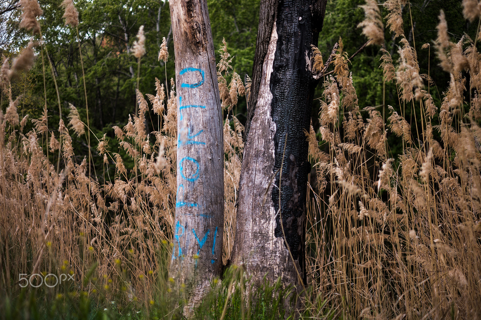 Fujifilm X-A1 + Fujifilm XF 35mm F1.4 R sample photo. Burned vs painted photography