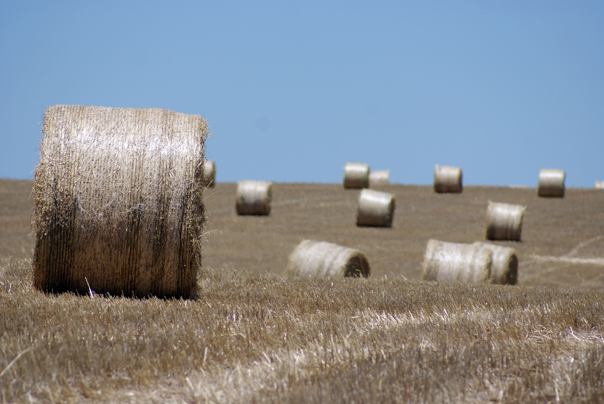 Sony Alpha DSLR-A300 sample photo. Dry grass roll photography