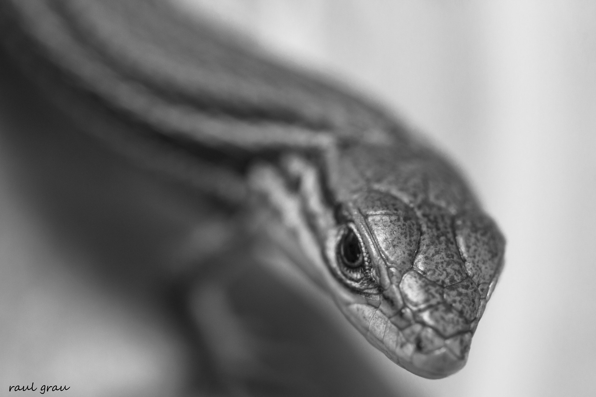 Canon MP-E 65mm F2.5 1-5x Macro Photo sample photo. Lagartija comun photography