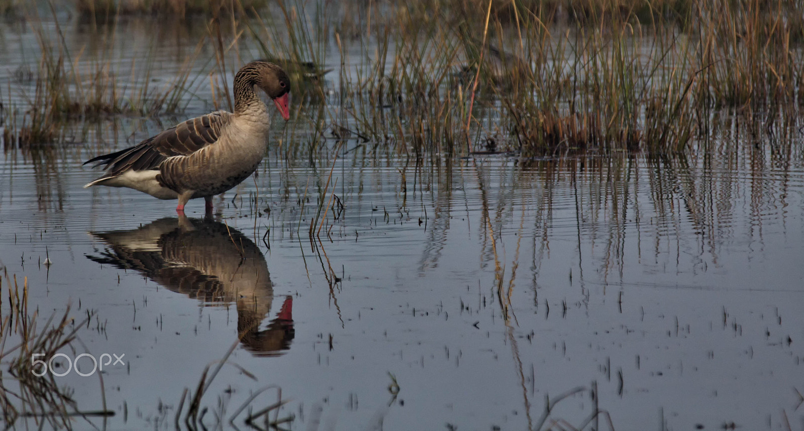 Canon EOS 60D + Canon EF 70-200mm F2.8L IS II USM sample photo. Greylag goose photography