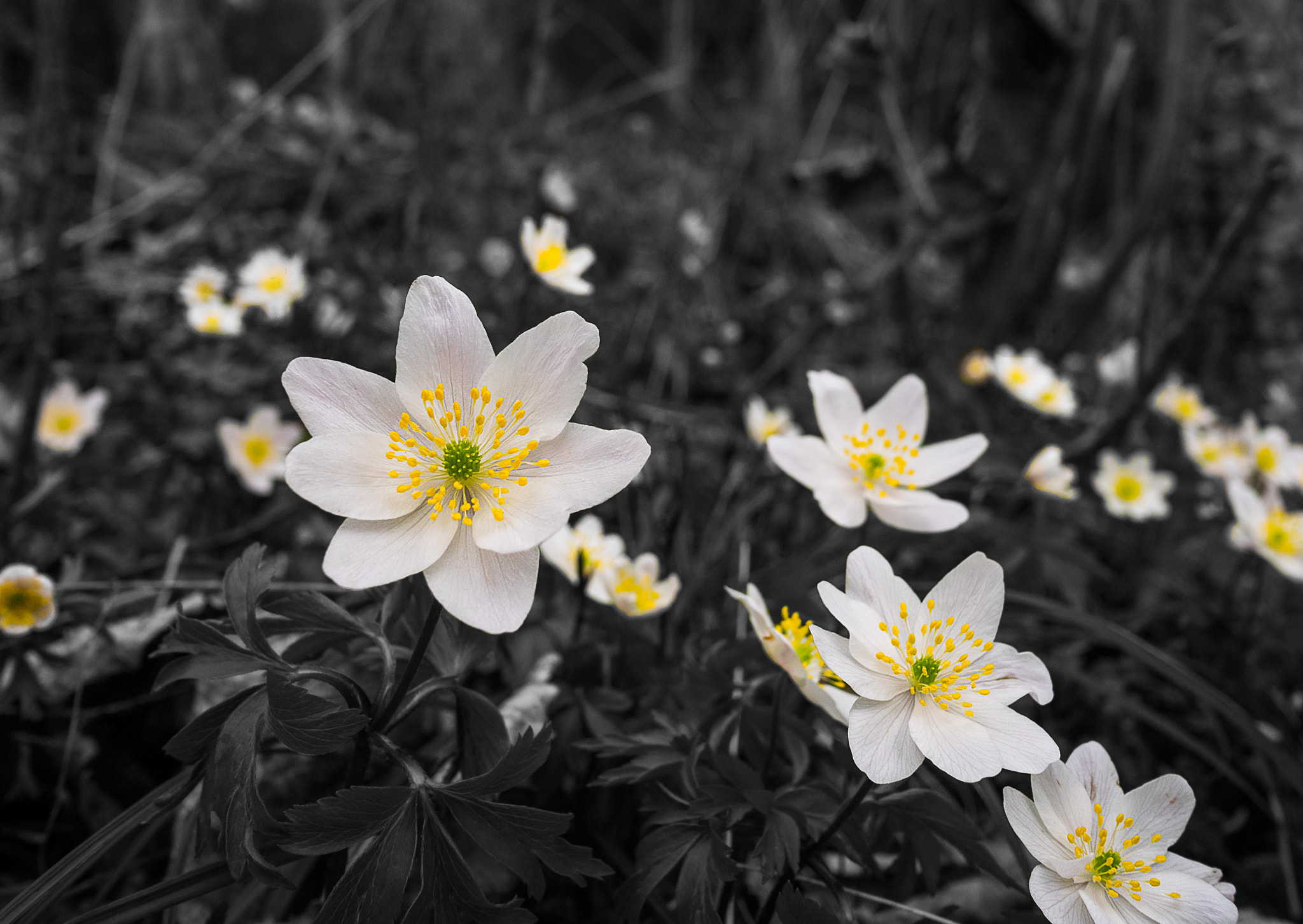 Panasonic Lumix DMC-GM1 + Panasonic Lumix G 14mm F2.5 ASPH sample photo. Wood anemones photography