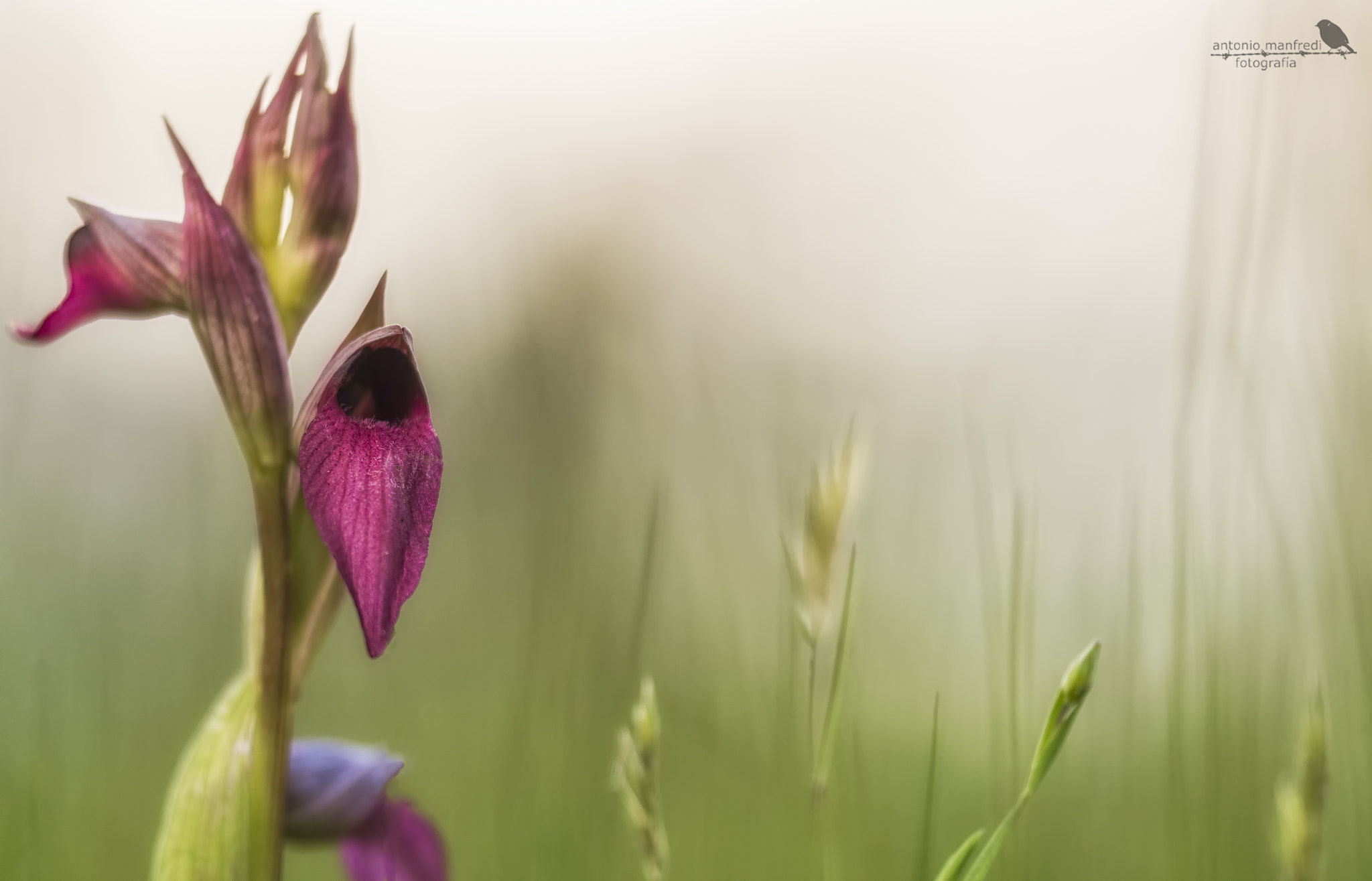 Sigma 150mm f/2.8 EX DG OS HSM APO Macro sample photo. Serapias lingua photography