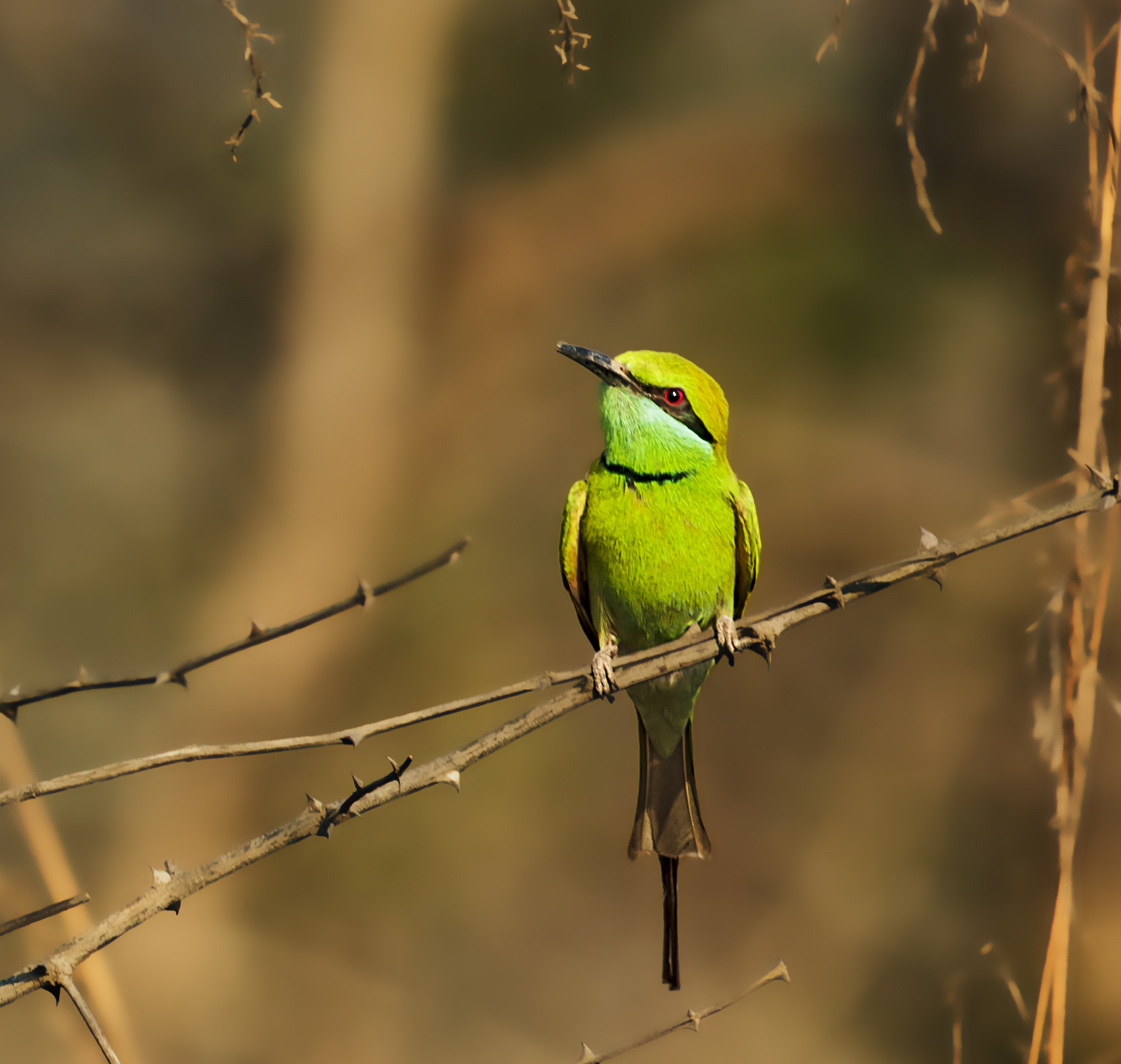 Canon EF 100-400mm F4.5-5.6L IS II USM sample photo. Green bee eater photography