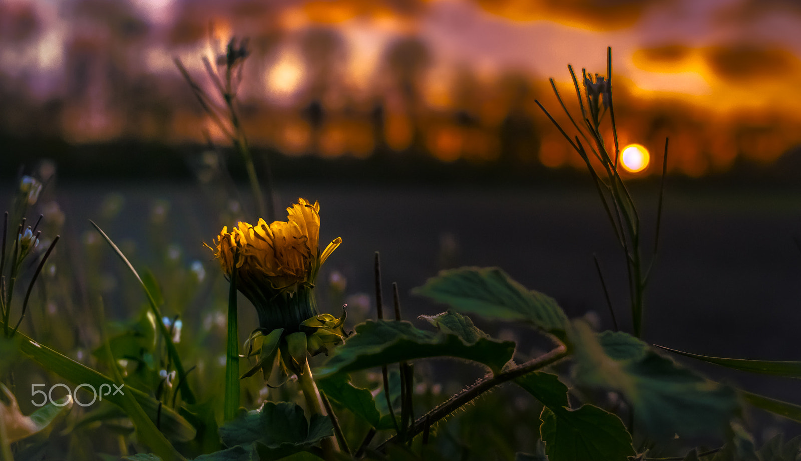 Panasonic Lumix DMC-G7 + Sigma 19mm F2.8 DN Art sample photo. Cloudz n flowerz photography