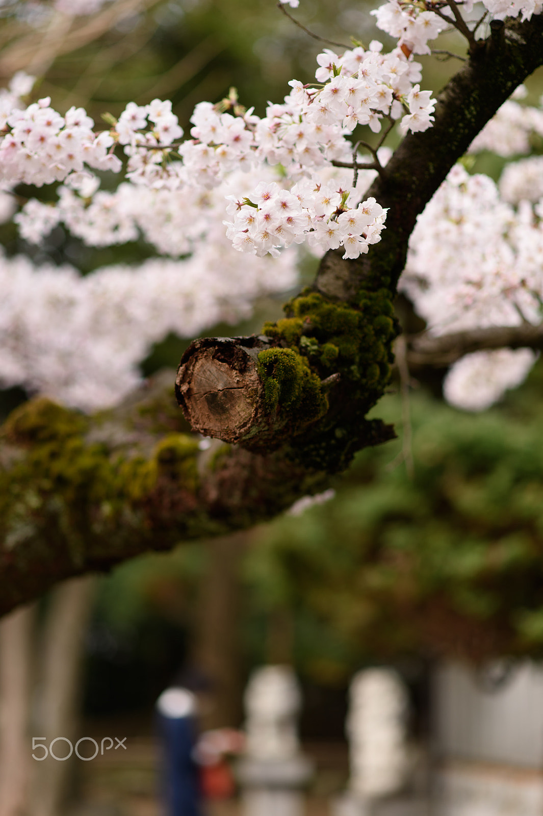 Nikon Df + Nikon AF-S Nikkor 85mm F1.8G sample photo. Sakura photography
