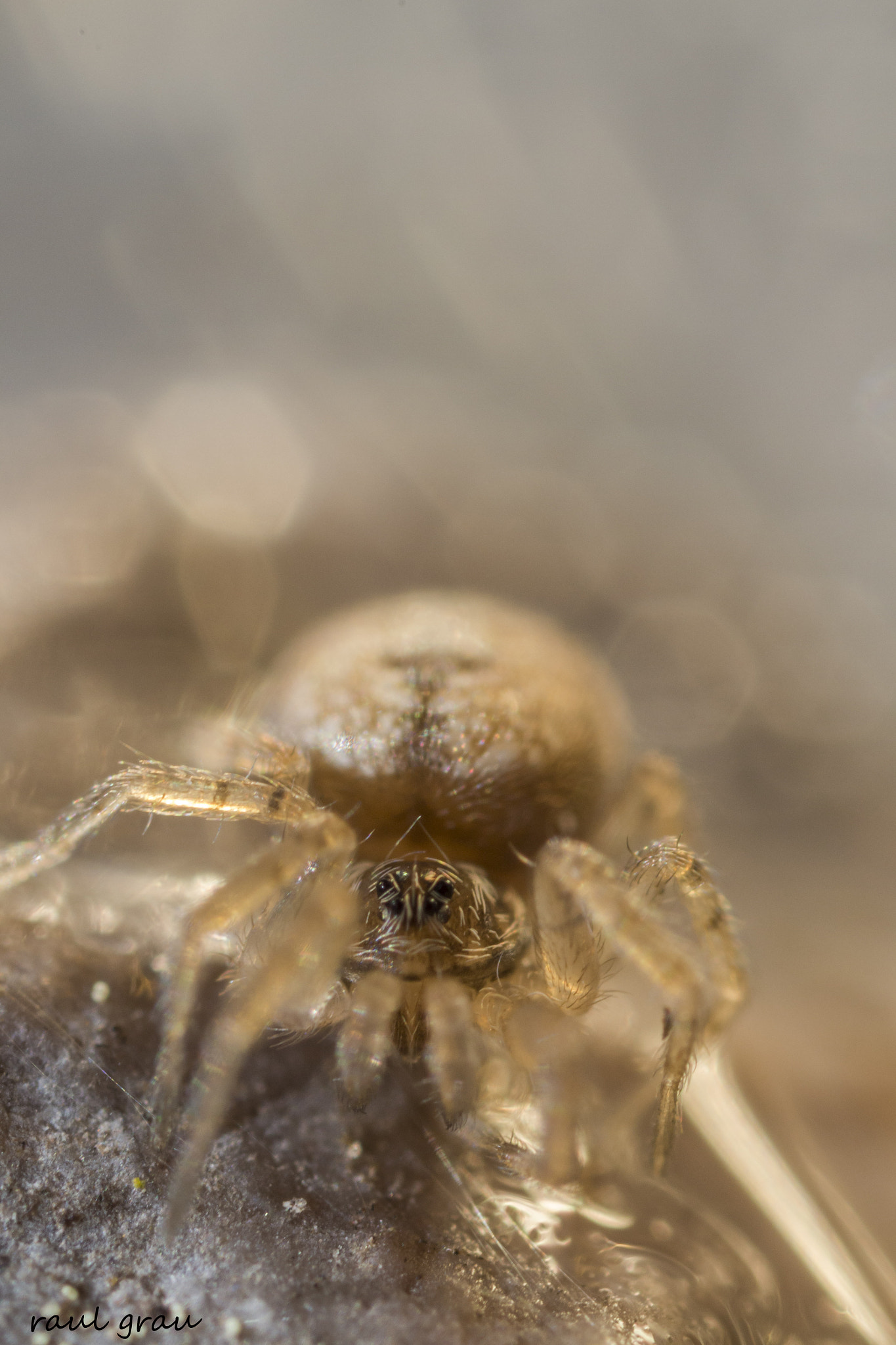 Canon MP-E 65mm F2.5 1-5x Macro Photo sample photo. Dorada photography