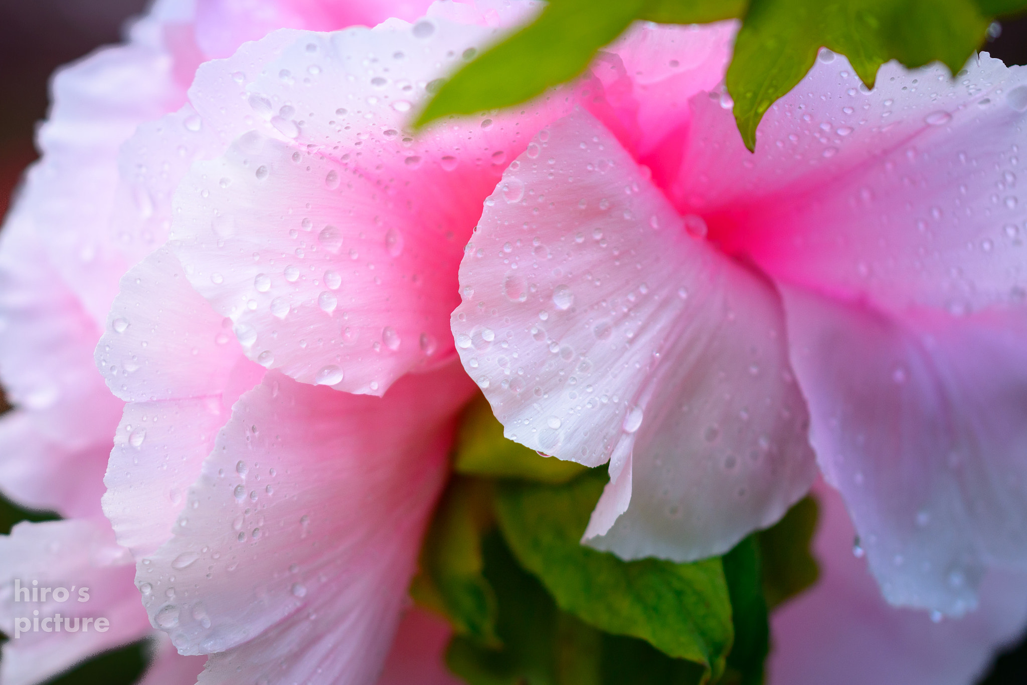 Sigma 105mm F2.8 EX DG OS HSM sample photo. Wet with rain photography