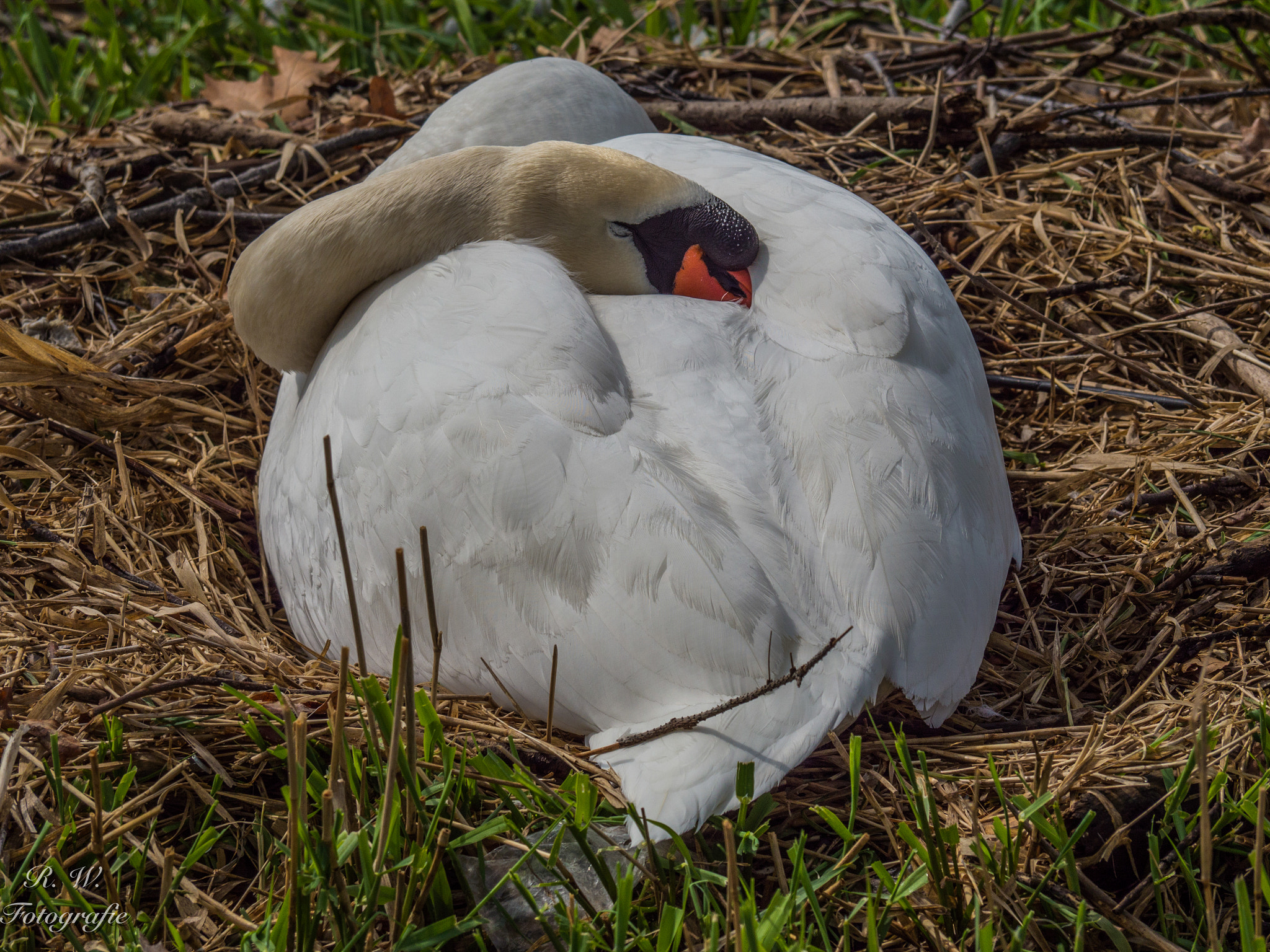 Panasonic Lumix DMC-GH3 sample photo. Schlafender schwan photography