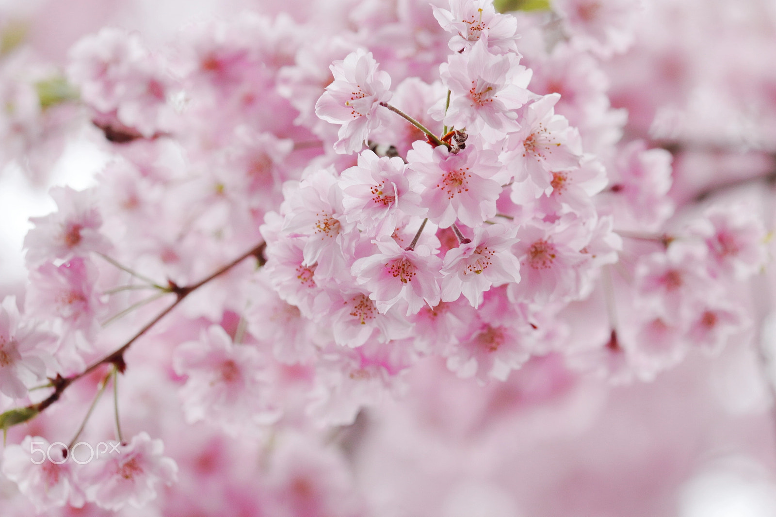 Canon EOS 100D (EOS Rebel SL1 / EOS Kiss X7) sample photo. Sakura photography