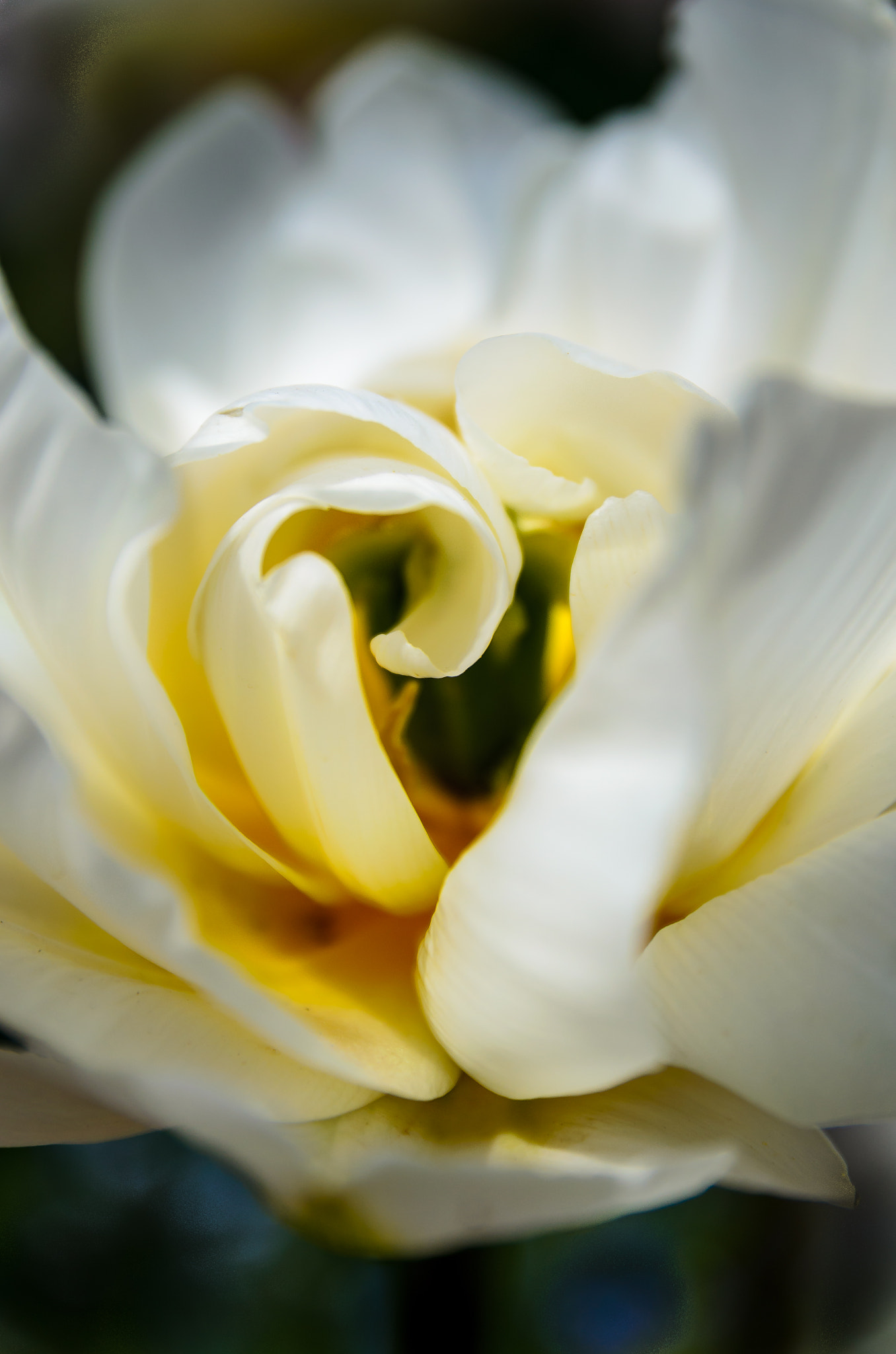 Nikon D5100 + Sigma 17-70mm F2.8-4 DC Macro OS HSM | C sample photo. Tulip photography