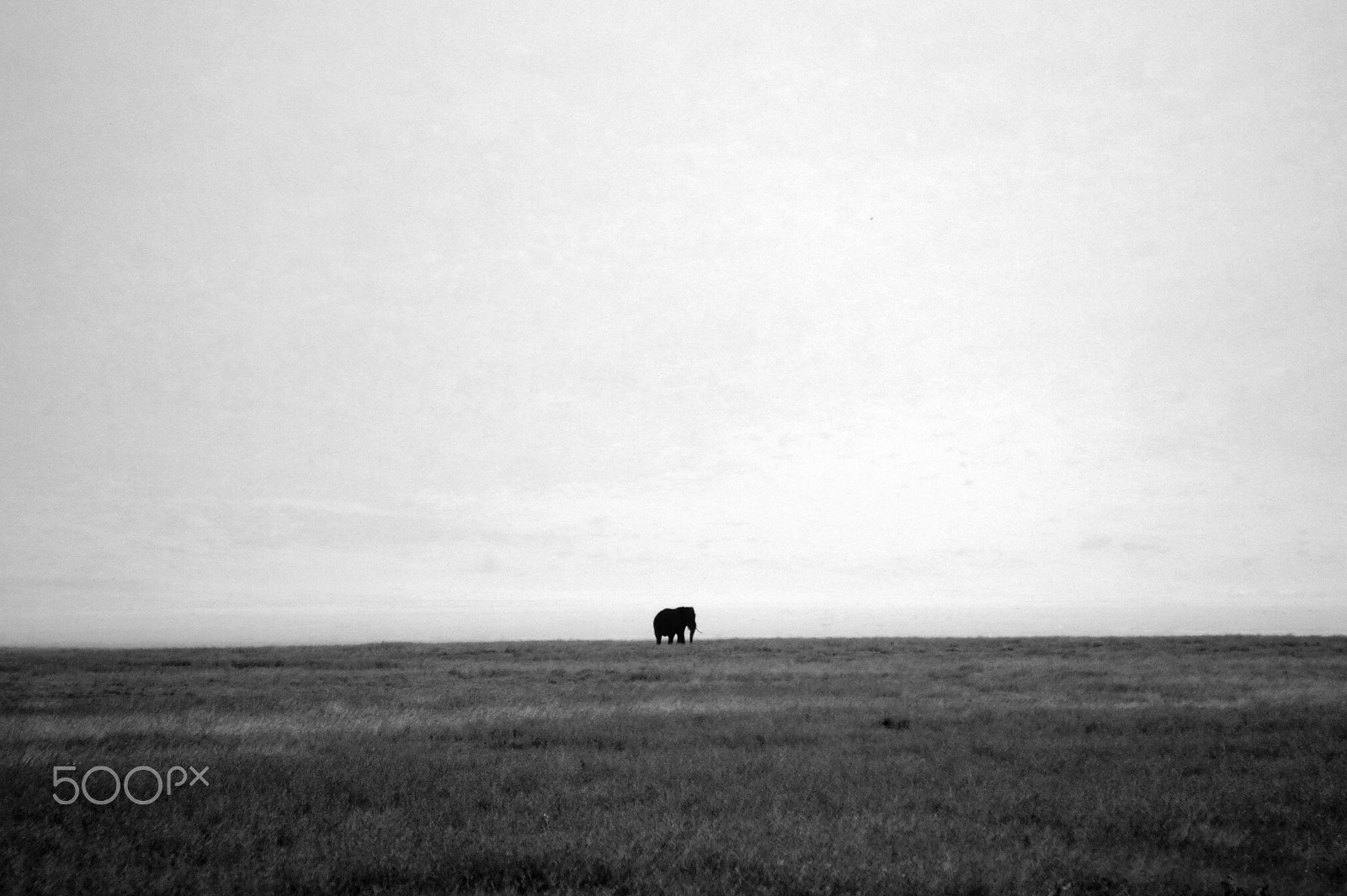 Sony E 55-210mm F4.5-6.3 OSS sample photo. Elephant in ngorongoro, tanzania photography