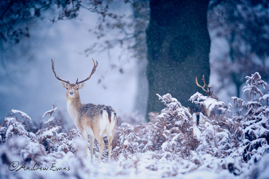Nikon AF-S Nikkor 400mm F2.8G ED VR II sample photo. Winter photography