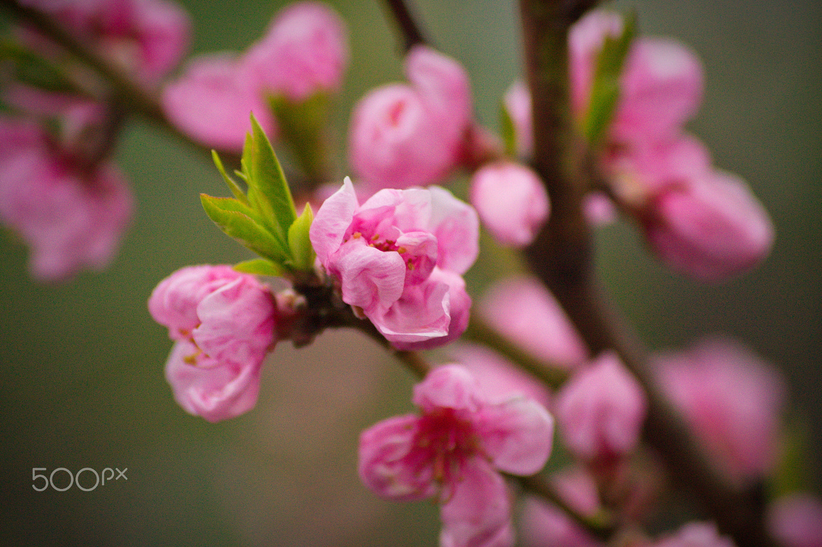 Sony DT 55-200mm F4-5.6 SAM sample photo. Peach flowers photography