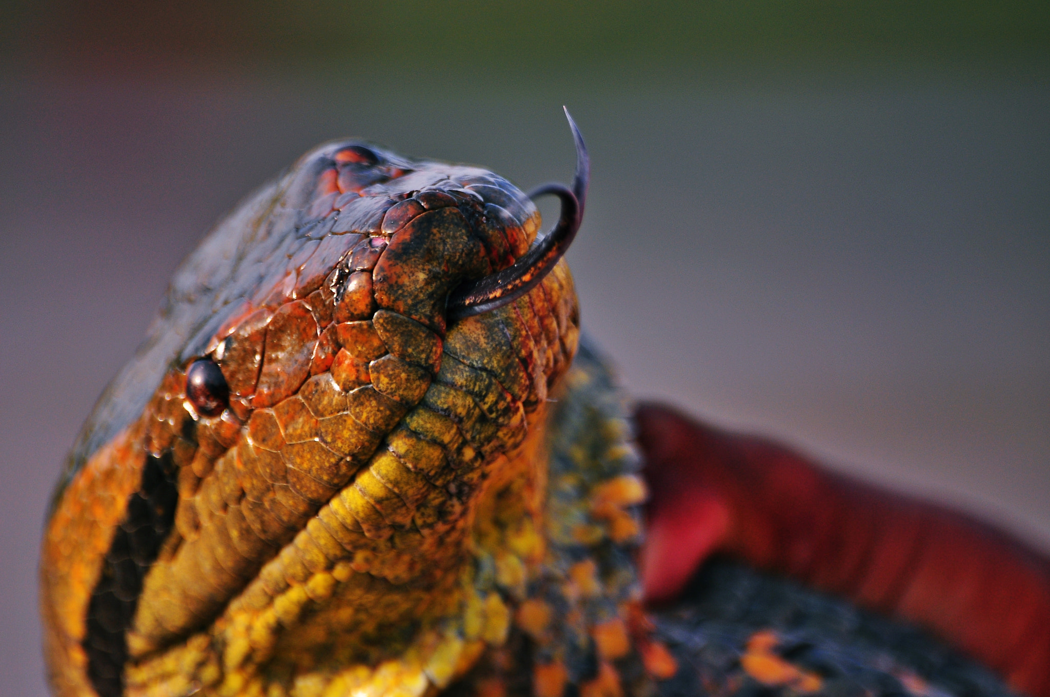 Sigma 70-300mm F4-5.6 APO Macro Super II sample photo. Wild photography