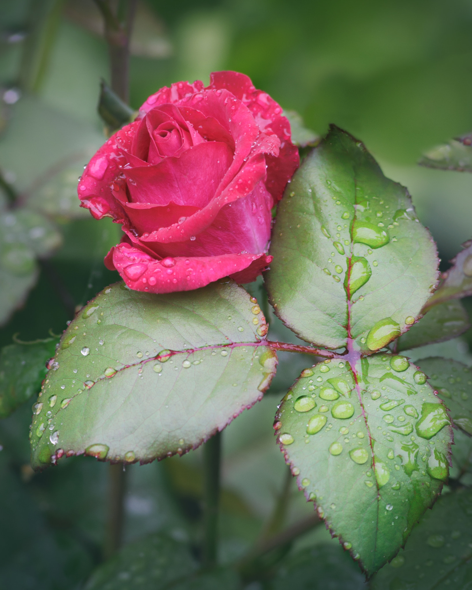 Nikon D90 + AF Nikkor 70-210mm f/4-5.6 sample photo. Rose photography