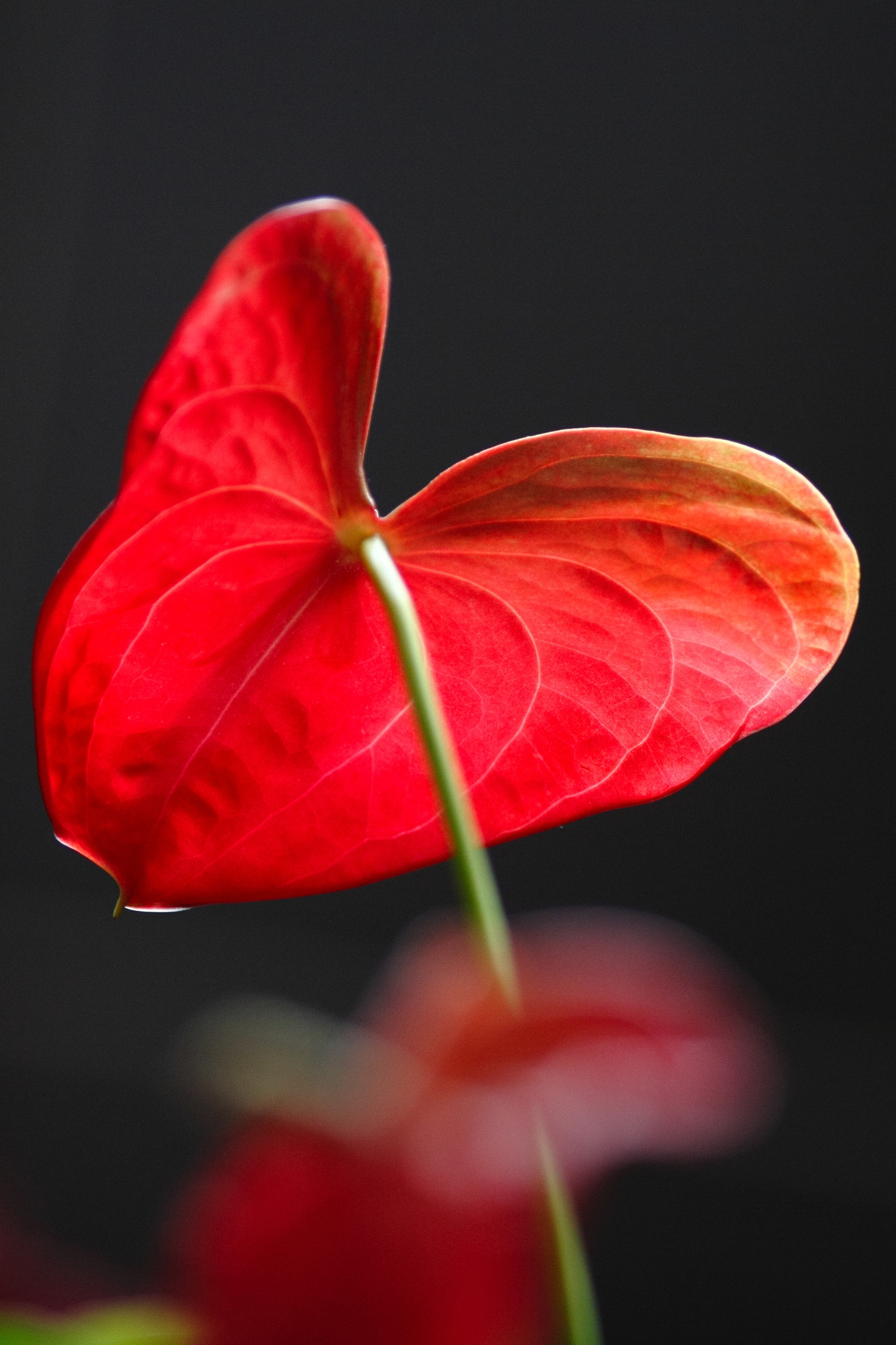 Canon EOS 5D + Canon EF 200mm F2.8L II USM sample photo