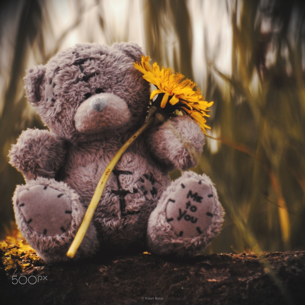 Sigma Lens (3 255) sample photo. Teddy bear photography