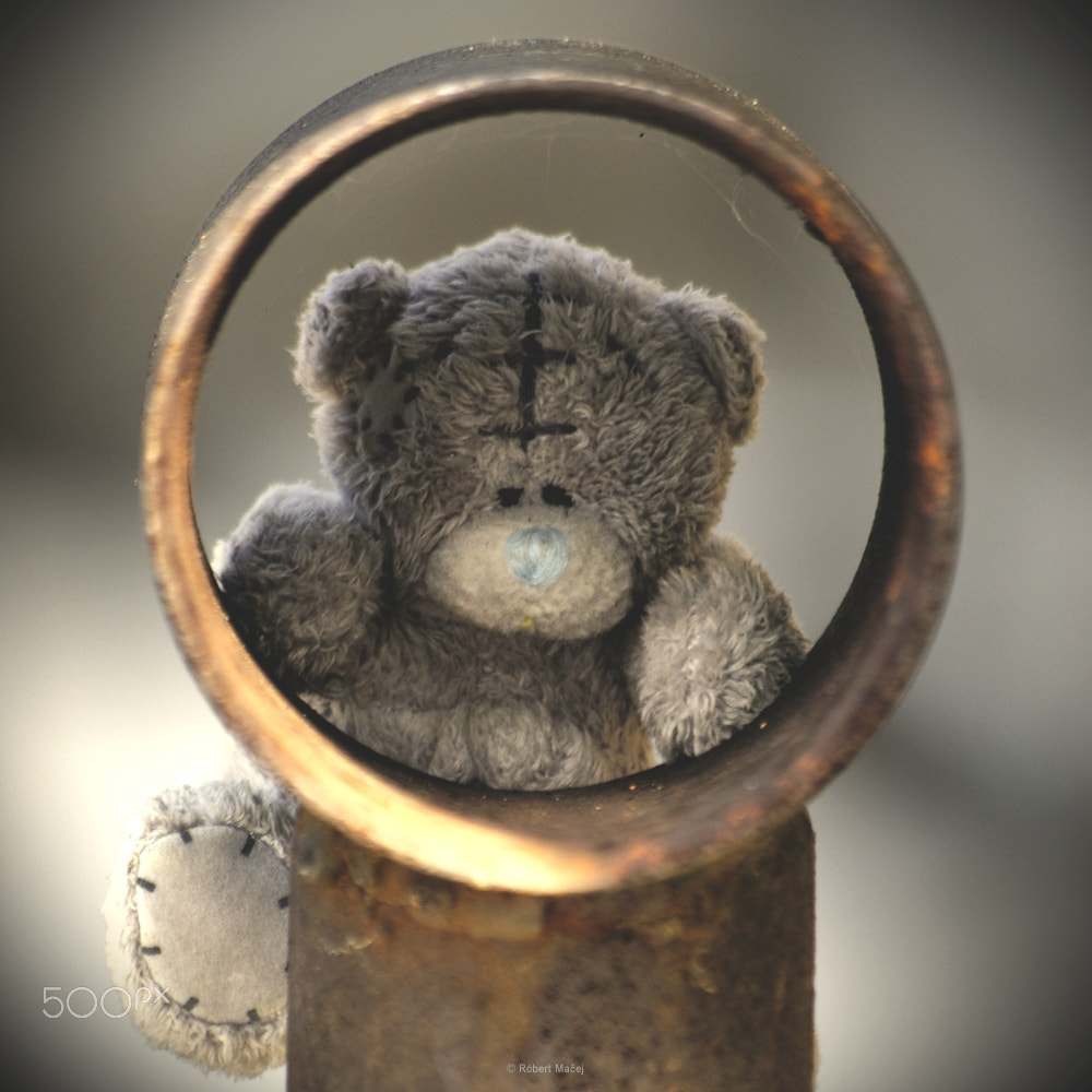 Pentax K100D + Sigma Lens (3 255) sample photo. Teddy bear photography