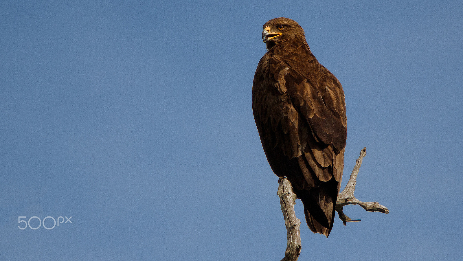 Canon EOS 50D + Canon EF 70-200mm F2.8L IS USM sample photo. Eagle photography