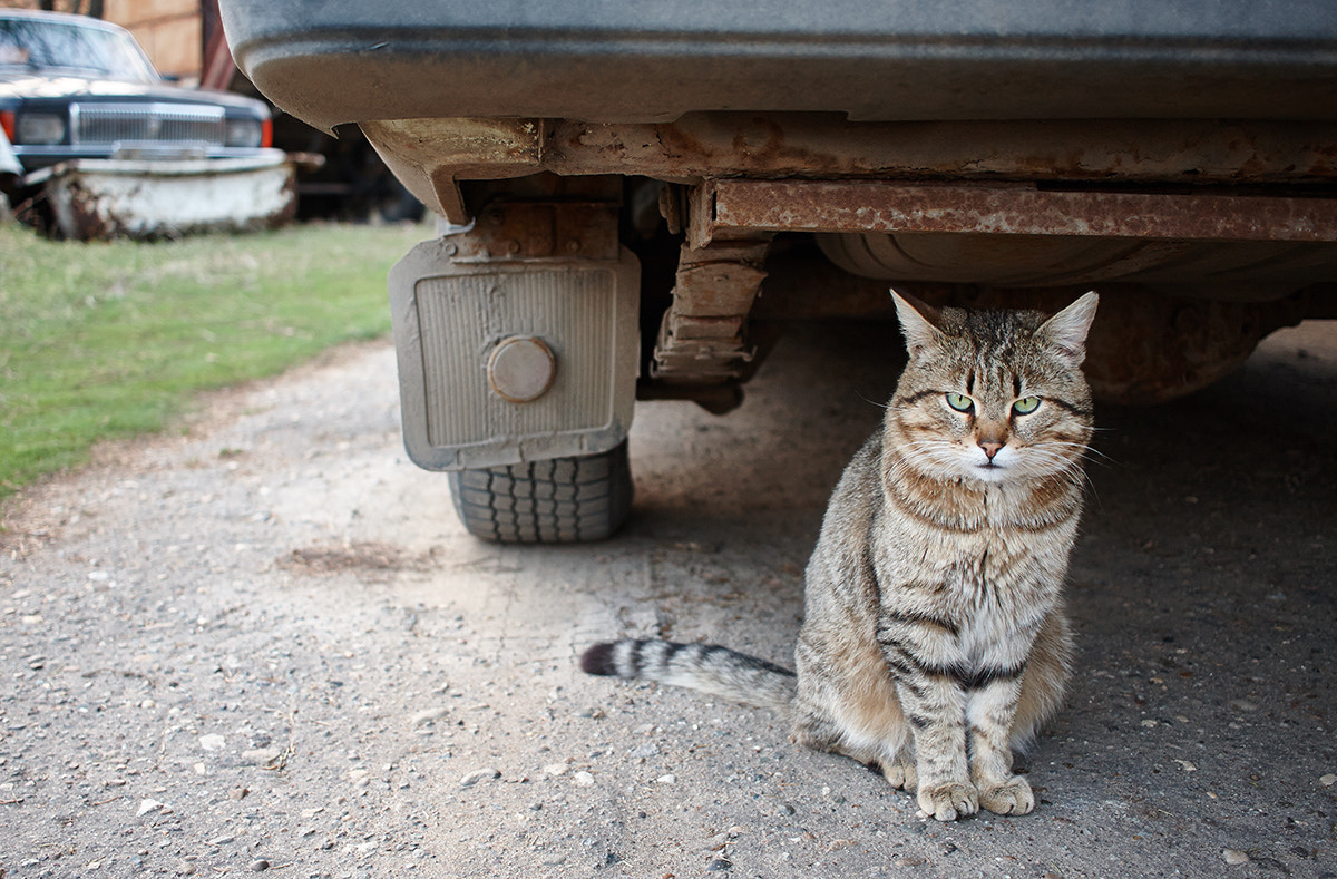Canon EF-S 24mm F2.8 STM sample photo. Saransk cot€ photography