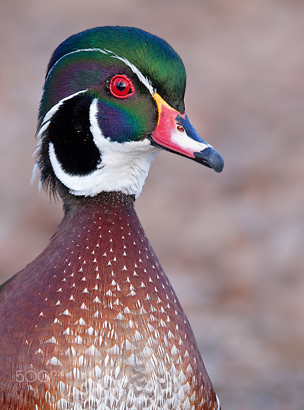 Canon EOS 40D + Canon EF 300mm F2.8L IS USM sample photo. Wood duck profile photography