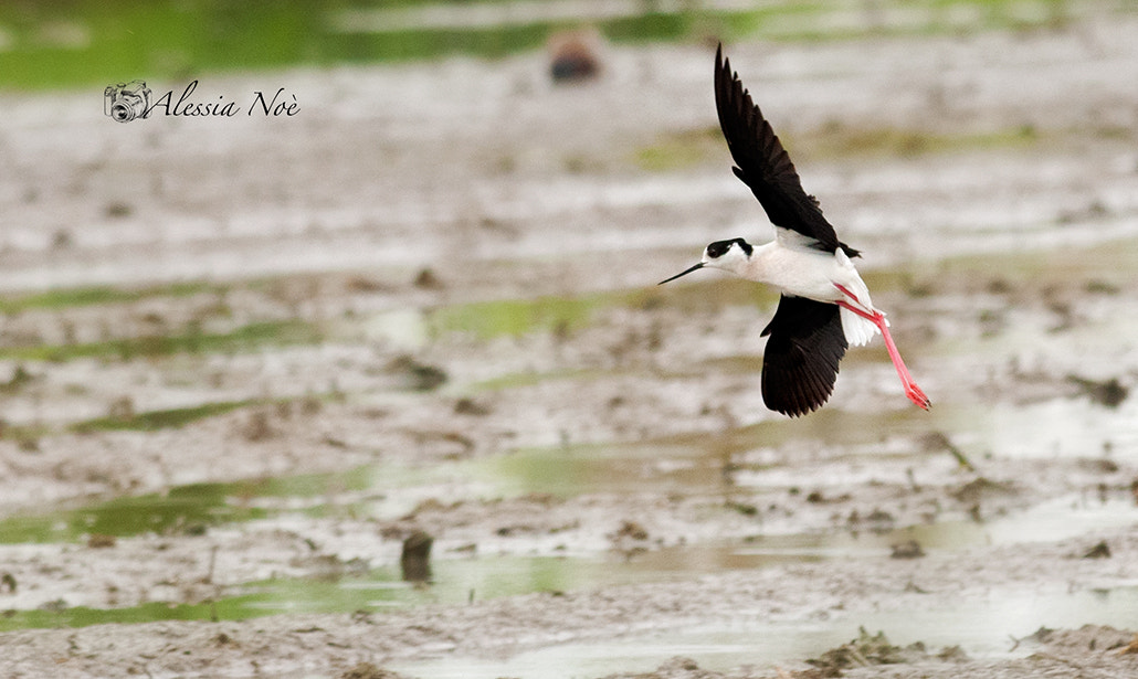 Nikon D300 + Nikon AF-S Nikkor 300mm F4D ED-IF sample photo. Fly photography