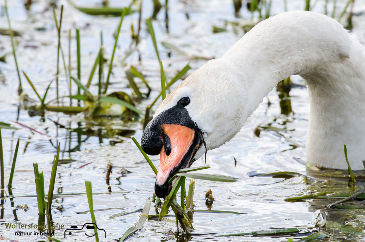 Nikon AF-S Nikkor 200-400mm F4G ED-IF VR sample photo. Mute swan photography