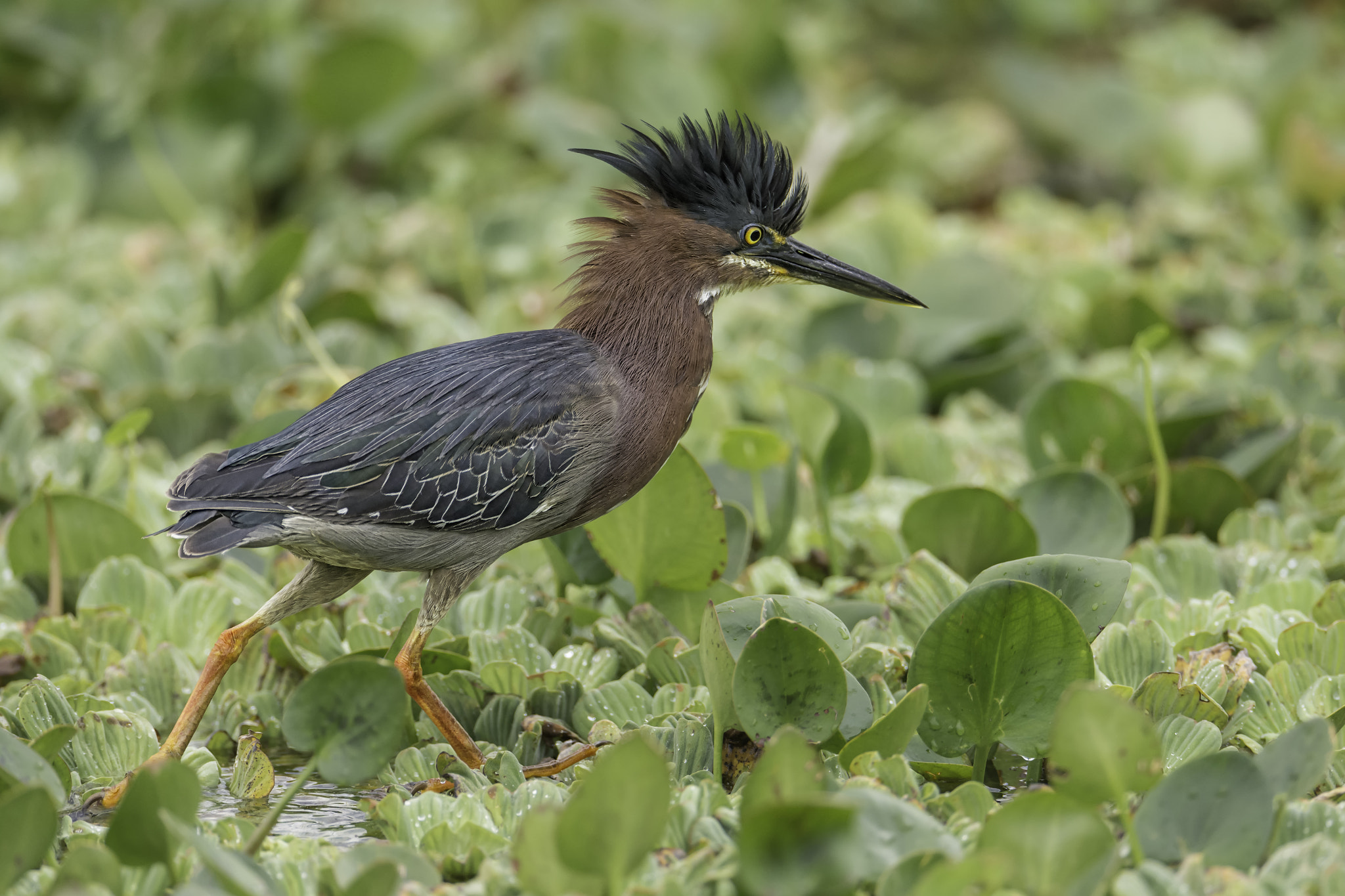 Nikon D7100 + Nikon AF-S Nikkor 600mm F4G ED VR sample photo. Stalking green heron... photography