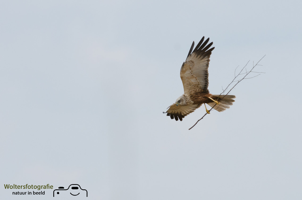 Nikon AF-S Nikkor 200-400mm F4G ED-IF VR sample photo. Marsh harrier photography