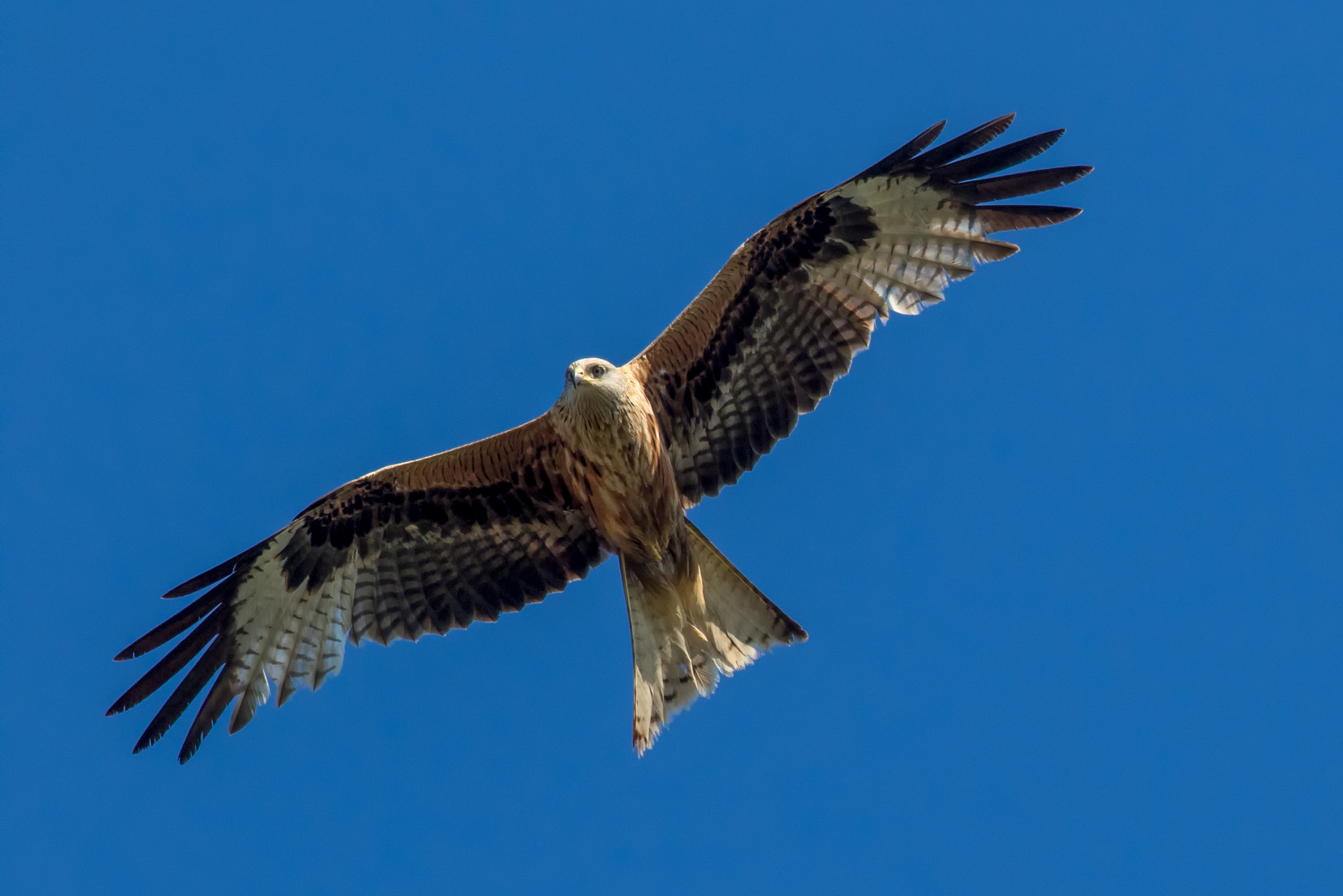 Canon EOS 7D Mark II + Canon EF 500mm f/4.5L sample photo. Red kite hunting photography