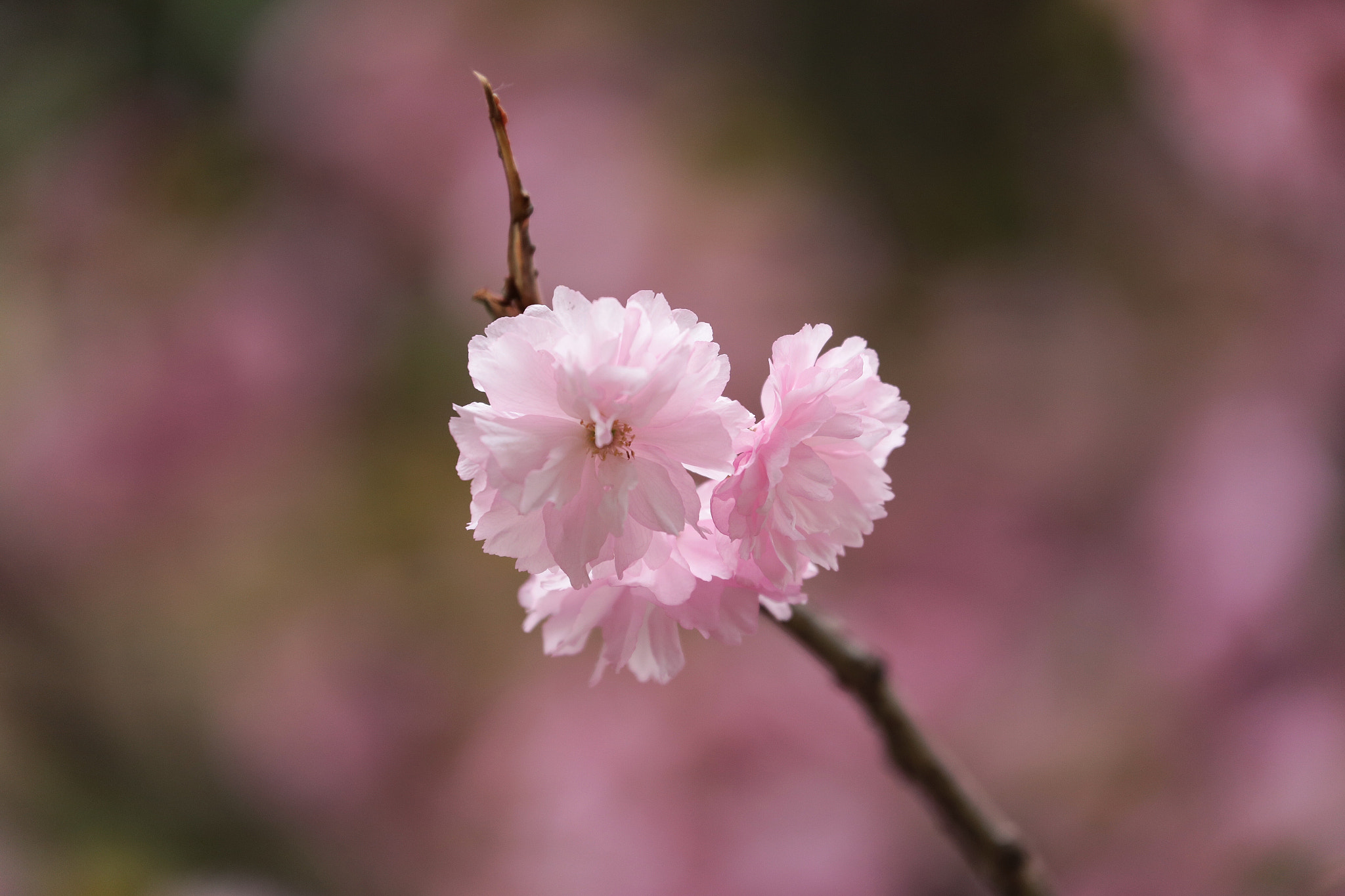 Canon EF 70-300mm F4-5.6L IS USM sample photo