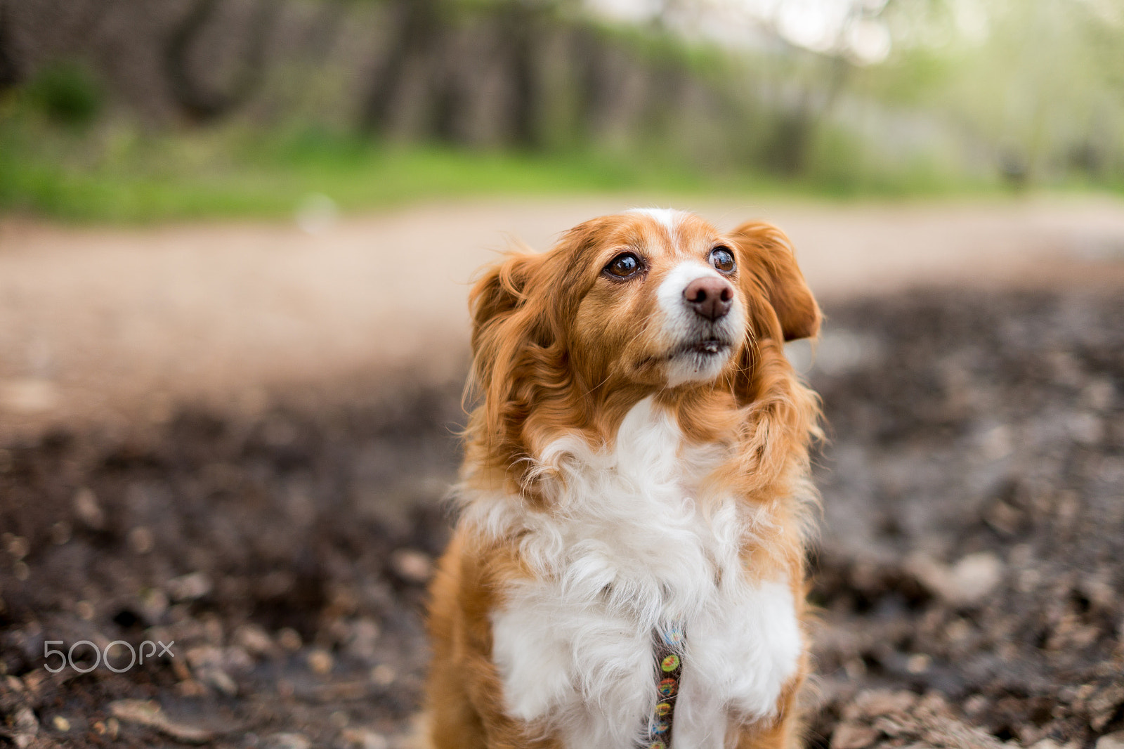 Fujifilm X-A1 + Fujifilm XF 35mm F1.4 R sample photo. Dog in mud photography