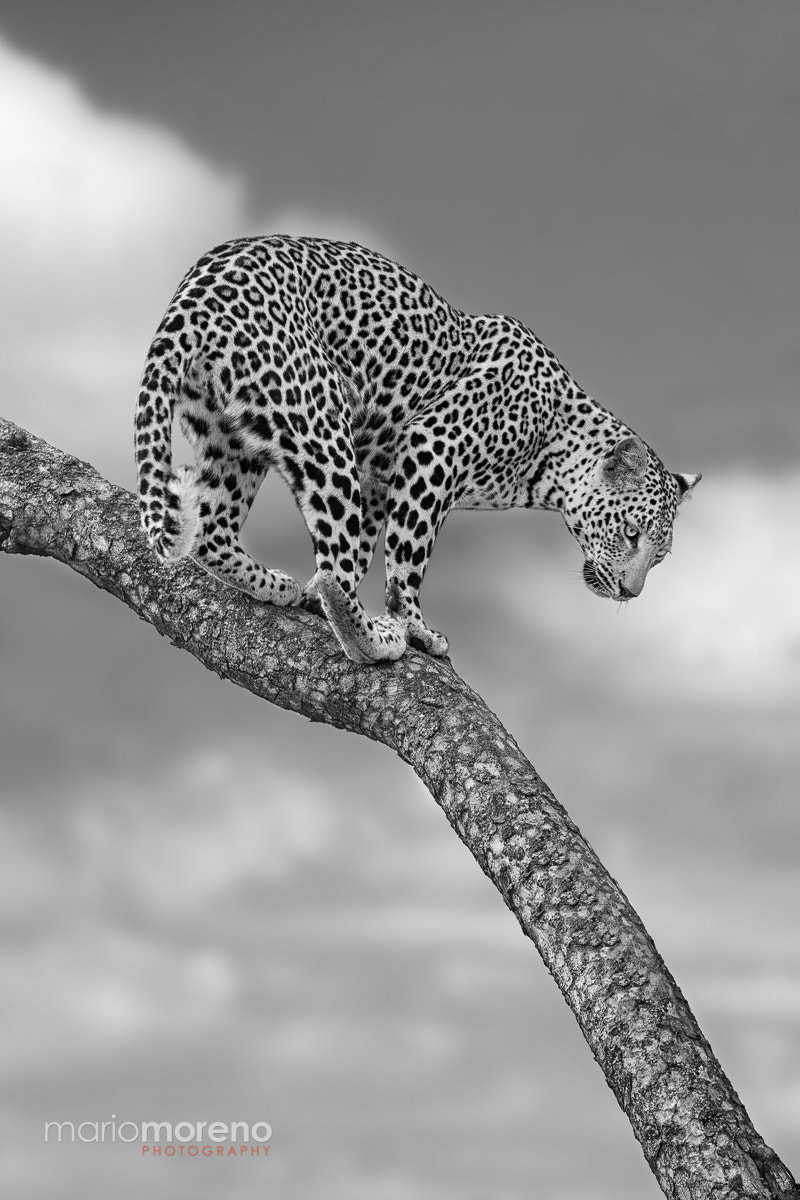Canon EF 300mm F2.8L IS USM sample photo. Kruger stalker ii photography