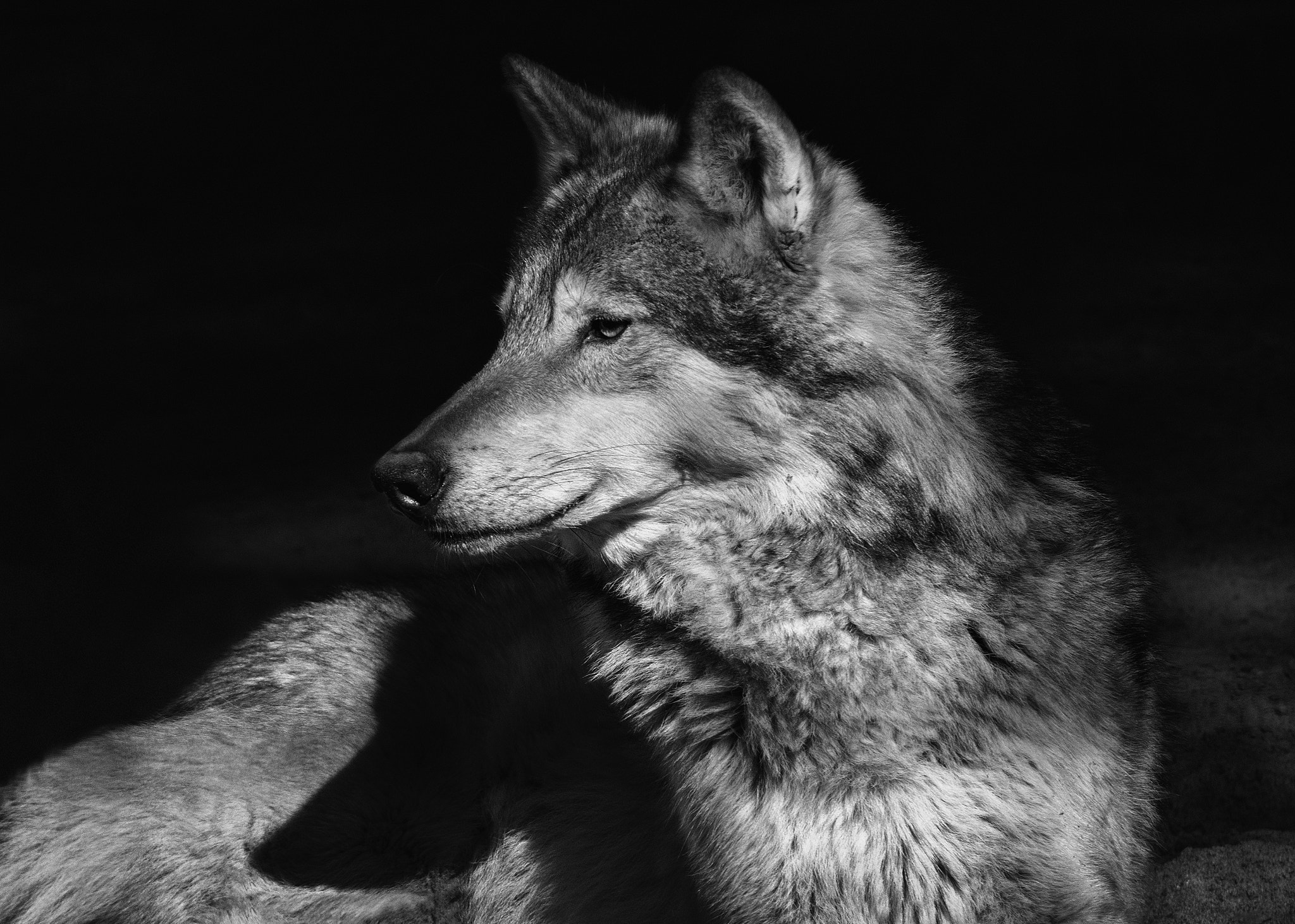 Nikon D90 + AF Nikkor 70-210mm f/4-5.6 sample photo. Gray wolf photography