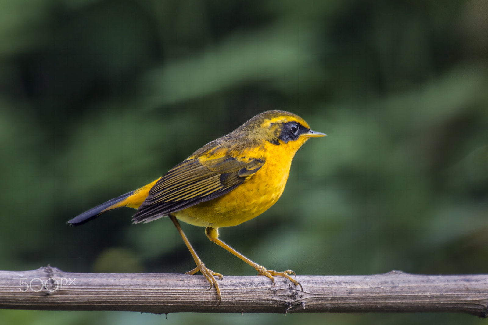 Nikon AF-S Nikkor 400mm F2.8G ED VR II sample photo. Golden bush robin photography