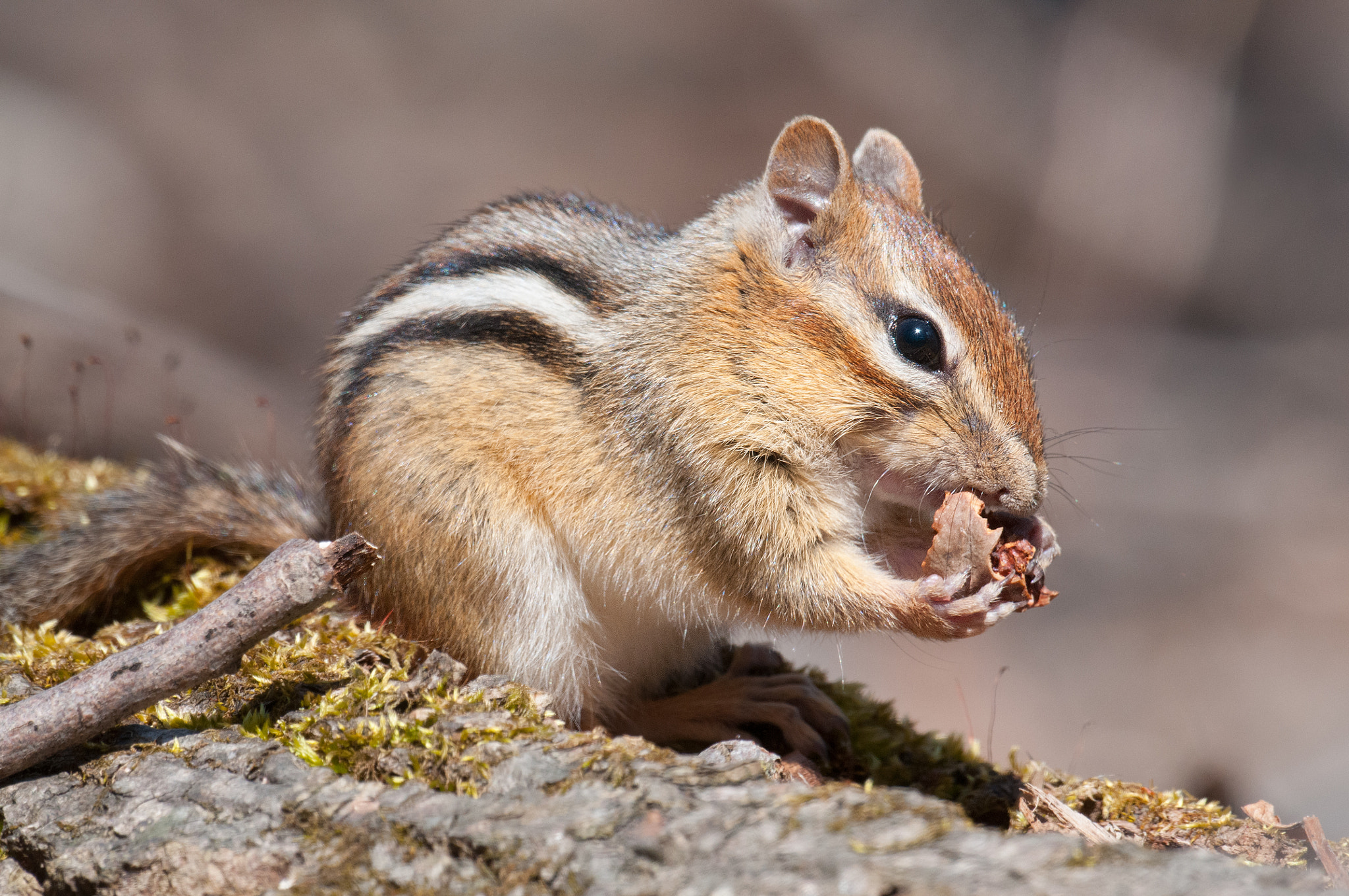 Nikon D300S + Sigma 24-60mm F2.8 EX DG sample photo. Tamia raye, tamias striatus, eastern chipmunk photography