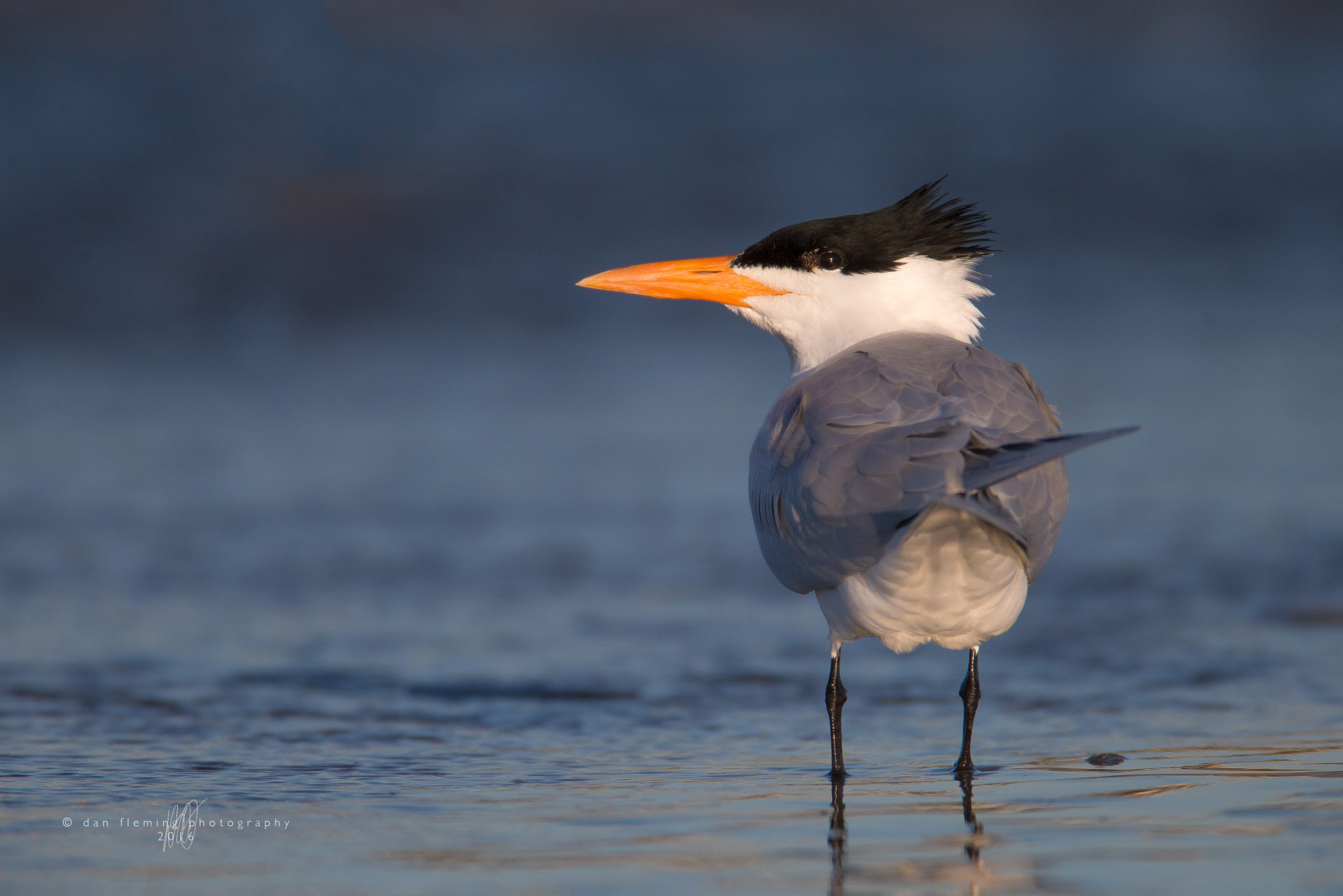 Canon EF 600mm F4L IS USM sample photo. The over-the-shoulder look photography